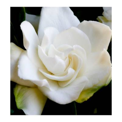 Парфюмерная вода Yodeyma "SWEET GIRL", 15 мл - аналог Carolina Herrera "212 SEXY", Объем: 15, изображение 4