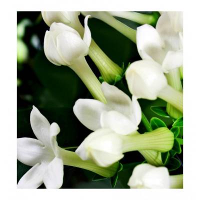 Парфюмерная вода Yodeyma "VERY SPECIAL", 15 мл - аналог Carolina Herrera "GOOD GIRL", Объем: 15, изображение 4 от магазина Брами Маркет Парфюмерная вода Yodeyma "VERY SPECIAL", 15 мл - аналог Carolina Herrera "GOOD GIRL", Объем: 15, изображение 4