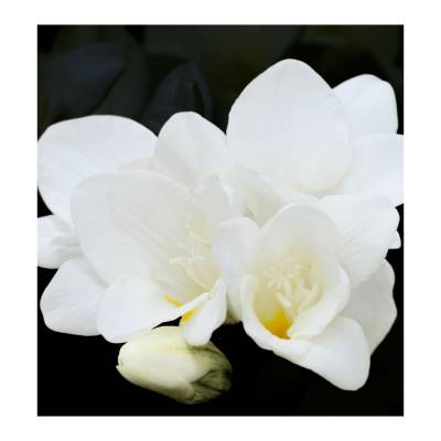 Парфюмерная вода Yodeyma "DELA", 15 мл - аналог Cacharel "NOA", Объем: 15, изображение 3