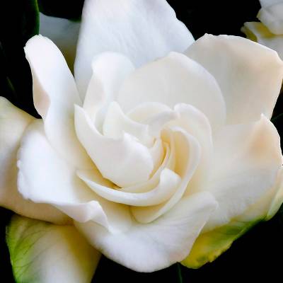 Парфюмерная вода Yodeyma "POWER WOMAN", 100 мл - аналог Paco Rabanne "LADY MILLION", Объем: 100, изображение 5