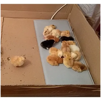 Электроподогреватель ТеплоМакс для молодняка птицы 50х25 см с терморегулятором, изображение 8