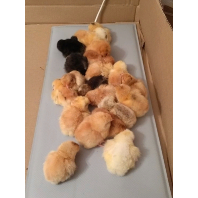 Электроподогреватель ТеплоМакс для молодняка птицы 50х25 см с терморегулятором, изображение 9