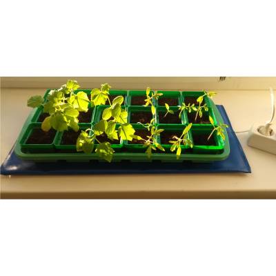 Электроподогреватель ТеплоМакс для проращивания семян рассады 50х25 см, Варианты: подогреватель 50х25 см, Цвет: синий, изображение 7