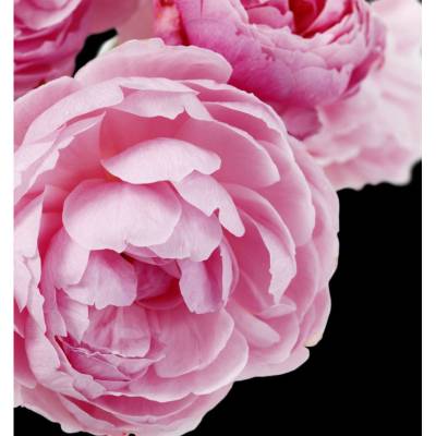 Парфюмерная вода Yodeyma "CHEANTE", 100 мл - аналог Chanel "COCO MADEMOISELLE", Объем: 100, изображение 5