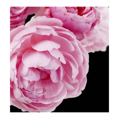 Парфюмерная вода Yodeyma "SERENITY", 15 мл - аналог Estee Lauder "PLEASURES", Объем: 15, изображение 3 от магазина Брами Маркет Парфюмерная вода Yodeyma "SERENITY", 15 мл - аналог Estee Lauder "PLEASURES", Объем: 15, изображение 3