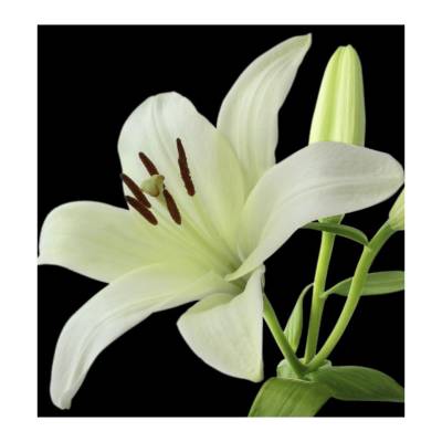 Парфюмерная вода Yodeyma "SERENITY", 15 мл - аналог Estee Lauder "PLEASURES", Объем: 15, изображение 4 от магазина Брами Маркет Парфюмерная вода Yodeyma "SERENITY", 15 мл - аналог Estee Lauder "PLEASURES", Объем: 15, изображение 4