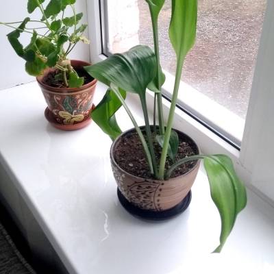 Пленка ПВХ для подоконника 120х40 см, Рисунок: без рисунка, Варианты: Пленка ПВХ 120х40 см, Цвет: прозрачный, изображение 3