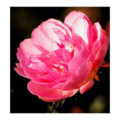 Парфюмерная вода Yodeyma "PROSA", 15 мл - аналог Calvin Klein "ETERNITY", Объем: 15, изображение 3