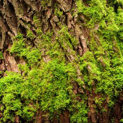 Парфюмерная вода Yodeyma "ACTIVE MAN", 15 мл - аналог Creed "AVENTUS", Объем: 15, изображение 6