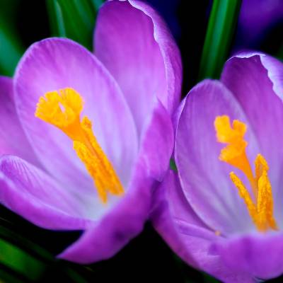 Парфюмерная вода Yodeyma "BOREAL", 100 мл - аналог Maison Francis Kurkdjian "BACCARAT ROUGE 540", Объем: 100, изображение 5