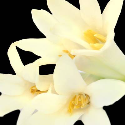 Парфюмерная вода Yodeyma "LIS", 50 мл - аналог Giorgio Armani "MY WAY", Объем: 50, изображение 5