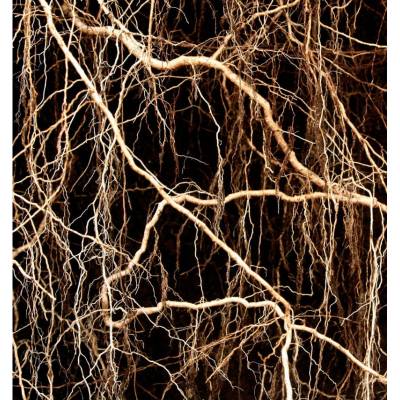 Парфюмерная вода Yodeyma "NICOLAS FOR HER", 15 мл - аналог Narciso Rodriguez "NARCISO RODRIGUEZ FOR HER", Объем: 15, изображение 5