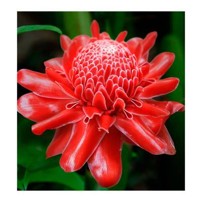 Парфюмерная вода Yodeyma "TEMIS", 15 мл - аналог Paco Rabanne "OLYMPEA", Объем: 15, изображение 3