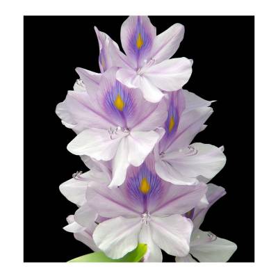 Парфюмерная вода Yodeyma "TEMIS", 15 мл - аналог Paco Rabanne "OLYMPEA", Объем: 15, изображение 4