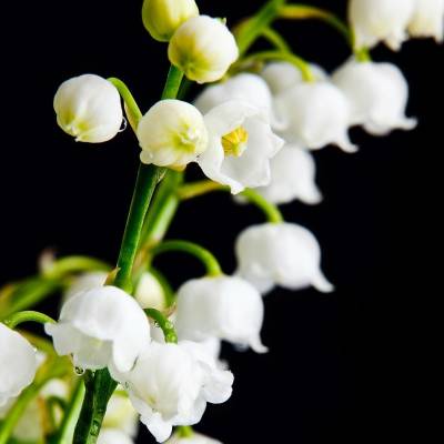 Парфюмерная вода Yodeyma "ATRAPAME", 15 мл - аналог Cacharel "AMOR AMOR", Объем: 15, изображение 4