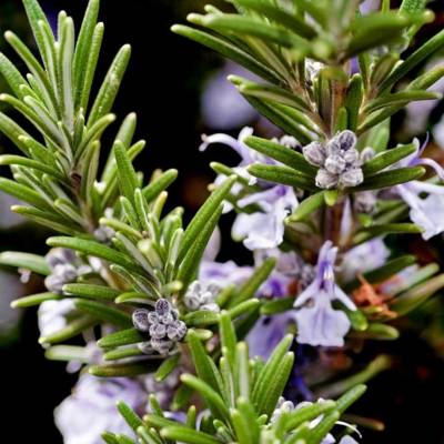 Одеколон Yodeyma "CAPRI", 15 мл - аналог Acqua di Parma "COLONIA", Объем: 15, изображение 4