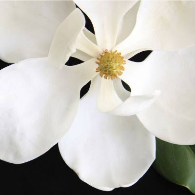 Парфюмерная вода Yodeyma "NOTA", 100 мл - аналог Lancome "MIRACLE", Объем: 100, изображение 4