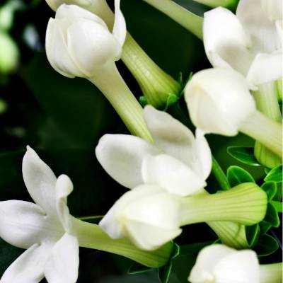 Парфюмерная вода Yodeyma "NOTA", 100 мл - аналог Lancome "MIRACLE", Объем: 100, изображение 5