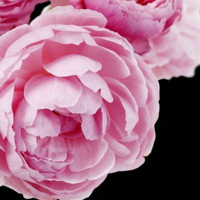 Парфюмерная вода Yodeyma "PRIME", 15 мл - аналог Lancome "IDOLE", Объем: 15, изображение 4