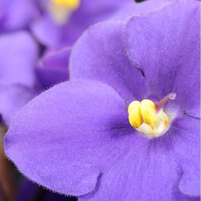 Парфюмерная вода Yodeyma "VANITY", 100 мл - аналог Lancome "TRESOR", Объем: 100, изображение 4