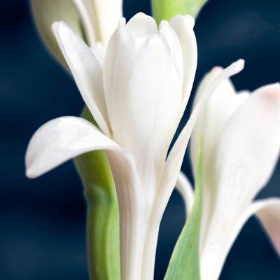 Парфюмерная вода Yodeyma "TENDENZE", 15 мл - аналог Givenchy "L´INTERDIT", Объем: 15, изображение 4