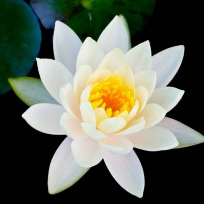 Парфюмерная вода Yodeyma "TRANSPARENCIA", 15 мл - аналог Issey Miyake "L’EAU D’ISSEY", Объем: 15, изображение 3