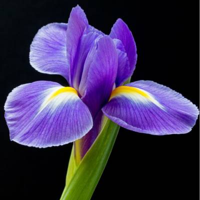 Парфюмерная вода Yodeyma "L’EAU BERLUE", 15 мл - аналог Chanel "Nº5 L’EAU", Объем: 15, изображение 5