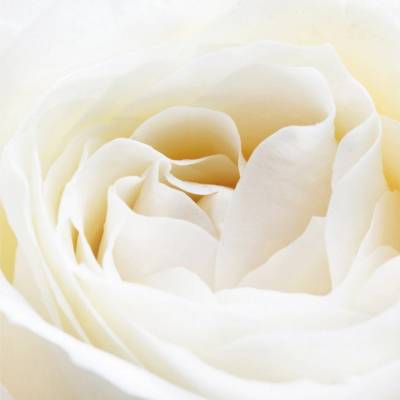 Парфюмерная вода Yodeyma "NICOLAS WHITE", 50 мл - аналог Narciso Rodriguez "NARCISO", Объем: 50, изображение 3