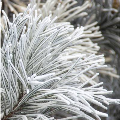 Парфюмерная вода Yodeyma "NICOLAS WHITE", 15 мл - аналог Narciso Rodriguez "NARCISO", Объем: 15, изображение 4