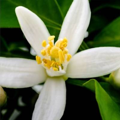 Одеколон Yodeyma "POETIC", 15 мл - аналог Goutal "CHAT PERCHE", Объем: 15, изображение 3