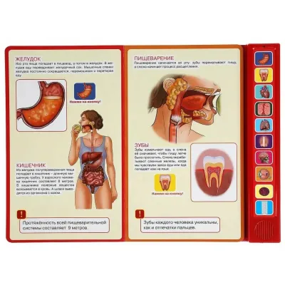 Музыкальная книга Умка "Говорящая энциклопедия. Тело человека" 10 кнопок | Козырь Анна, изображение 2