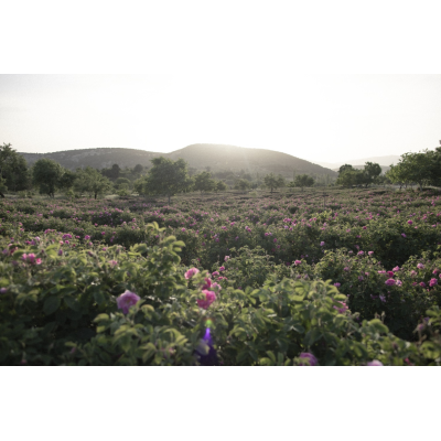 Бальзам для тела "Роза" (Rosen Körperbalsam) 145 мл Limited Edition 2025, Dr. Hauschka, изображение 4