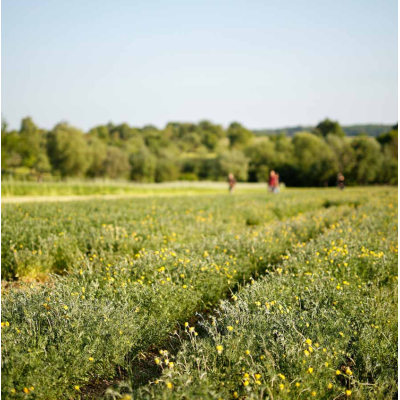 Крем для рук (Handcreme) 50 мл Limited Edition Anthyllis, изображение 3