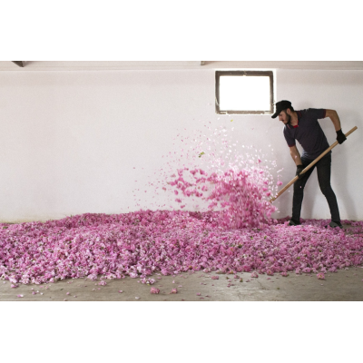 Dr. Hauschka Масло для тела "Роза" (Rosen Pflegeöl) 75 мл Limited Edition 2025, изображение 5