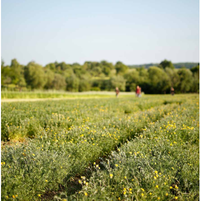 Dr.Haushka Очищающий крем для лица (Gesichtswaschcreme) 50 мл Limited Edition Anthyllis, изображение 5