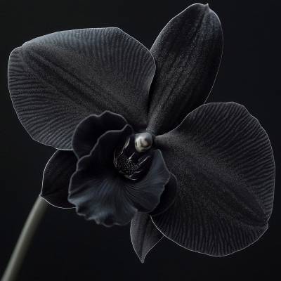 Парфюмерная вода Yodeyma "OUDE", 100 мл - аналог Tom Ford "BLACK ORCHID", Объем: 100, изображение 4